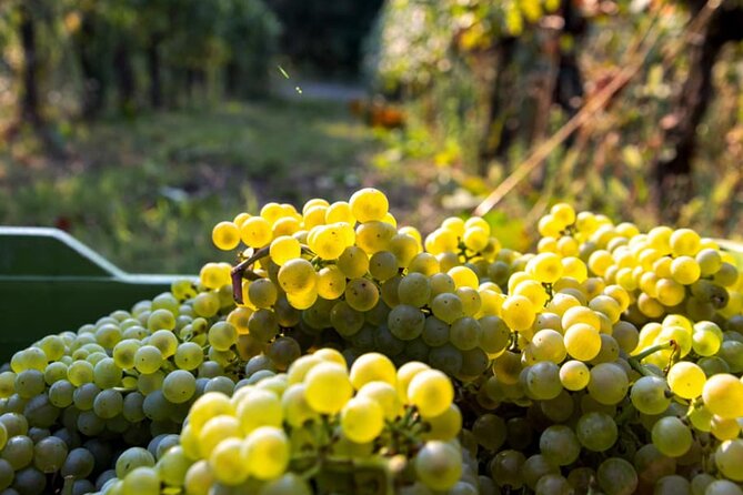 From MILAN Private Franciacorta & Amarone Valpolicella Wine Tour - Recap