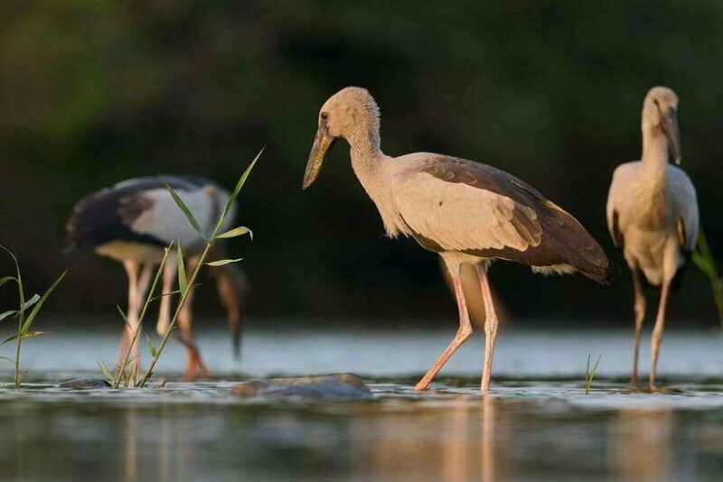 From Mirissa/Galle/Hikkaduwa: Udawalawa National Park Safari - An In-Depth Look at the Tour Experience