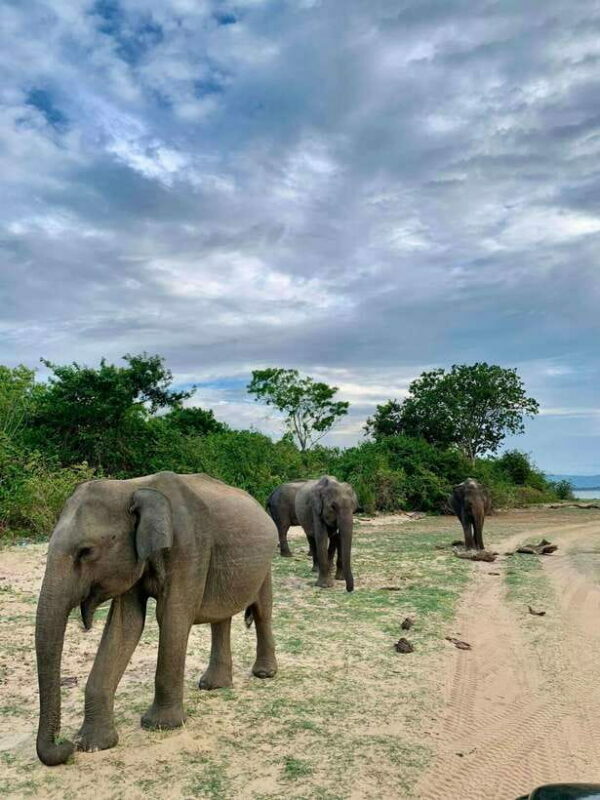 From Mirissa/Galle/Hikkaduwa: Udawalawa National Park Safari - What Makes This Tour Stand Out