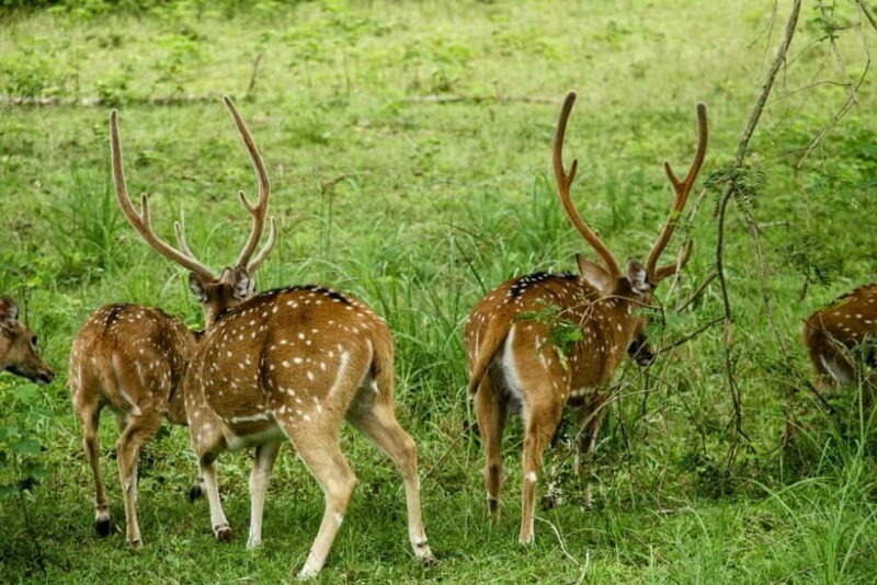 From Mirissa / Galle / Tangalle to Yala Safari & Drop- Ella - Discovering the Yala Safari & Drop in Ella: An Honest Review