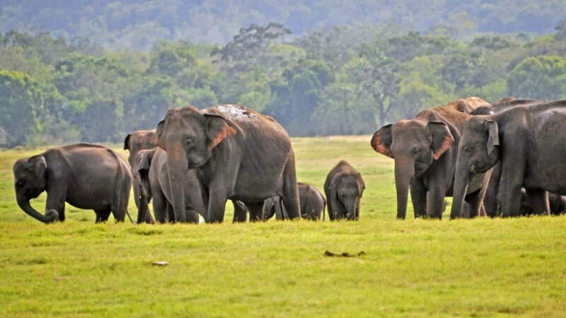 From Mirissa / Galle / Tangalle to Yala Safari & Drop- Ella - Key Points