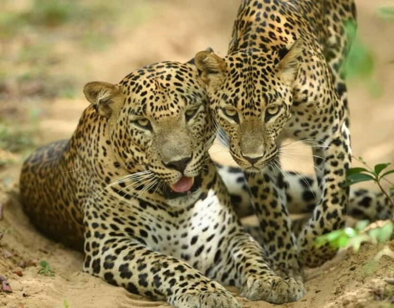 From Mirissa / Galle / Tangalle to Yala Safari & Drop- Ella - Who Will Love This Tour?