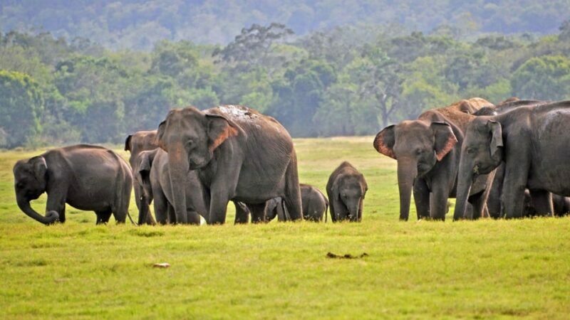 From Mirissa / Galle / Tangalle to Yala Safari & Drop- Ella - Final Thoughts