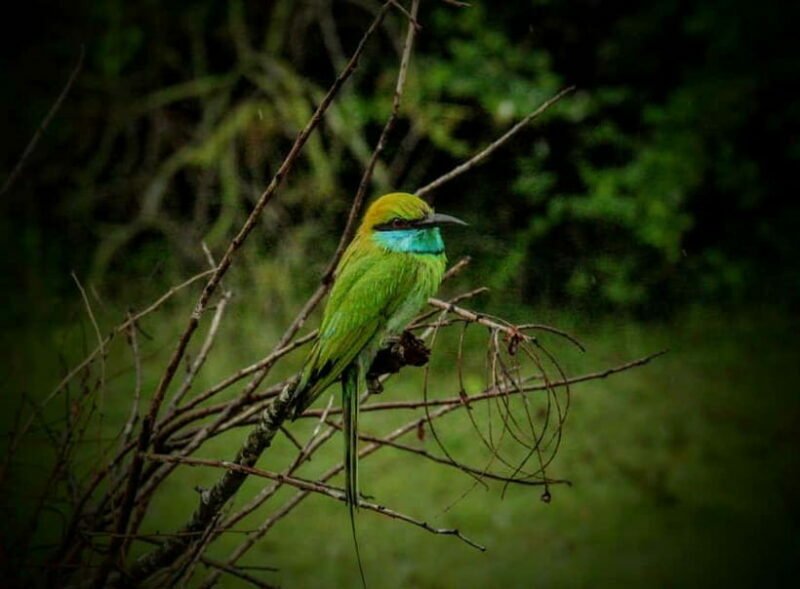 From Mirissa / Galle / Tangalle to Yala Safari & Drop- Ella - FAQs