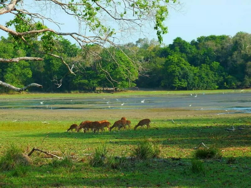 From Mirissa / Galle / Tangalle to Yala Safari & Drop- Ella - Wrapping It Up