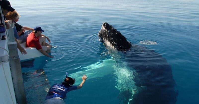 From Mirissa: Private Whale Watching Tour With Sunset - Key Points