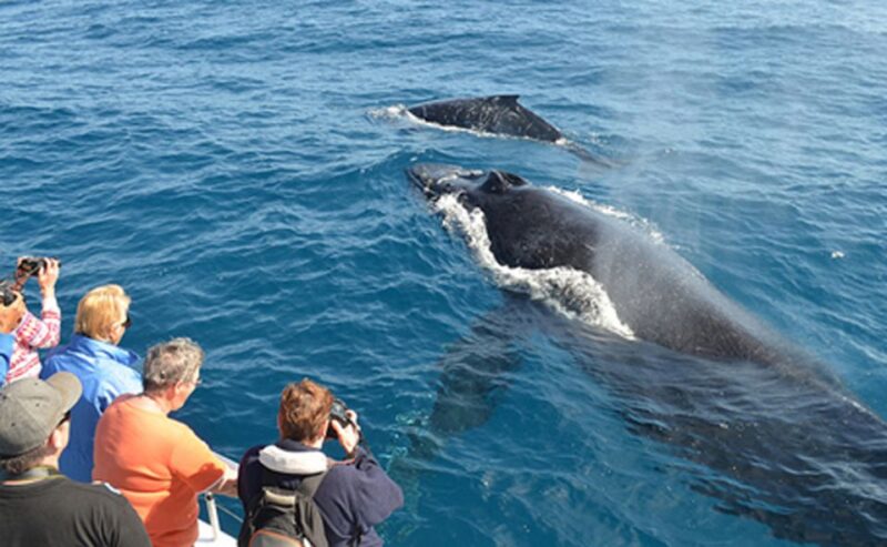 From Mirissa: Private Whale Watching Tour With Sunset - Inclusions