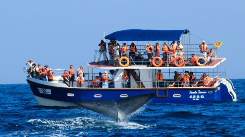 From Mirissa: Private Whale Watching Tour With Sunset - What to Expect