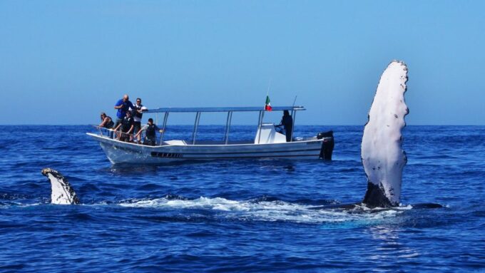 From Mirissa: Private Whale Watching Tour With Sunset - Frequently Asked Questions