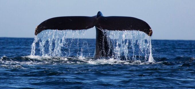 From Mirissa: Private Whale Watching Tour With Sunset - Recap