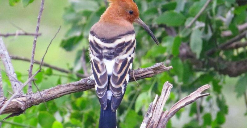 From Mirissa/Tangalle: Safari at Lunugamvehera National Park - Wildlife and Biodiversity