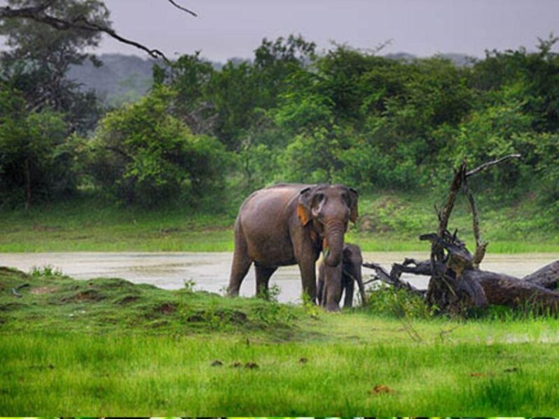 From Mirissa/Tangalle: Safari at Lunugamvehera National Park - Additional Tour Information