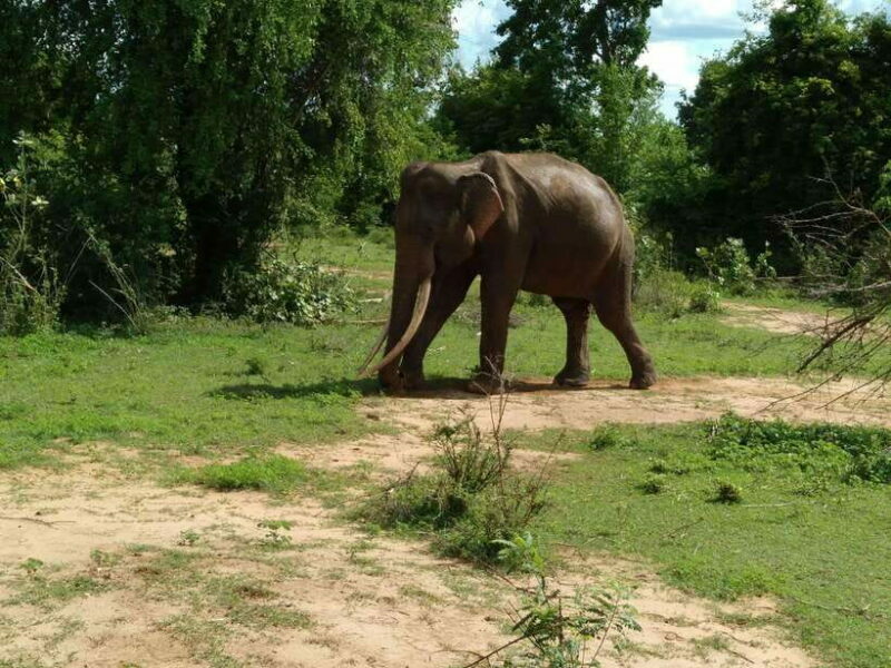From Mirissa/ Weligama : Udawalawe Safari - Day Trip - Is This Safari Right for You?