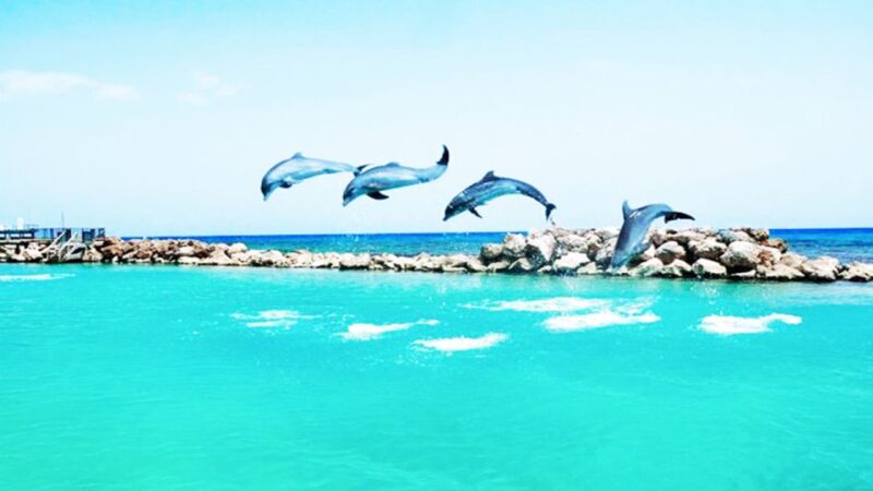 From Montego Bay: Dolphin Cove Lucea Private Return Transfer - Experience at Dolphin Cove