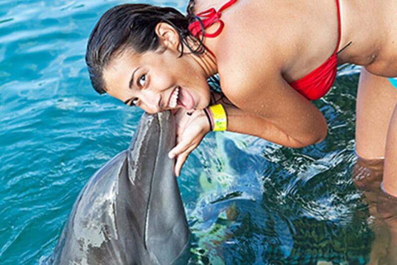 From Montego Bay: Dolphin Cove Lucea Private Return Transfer - Transportation Arrangements