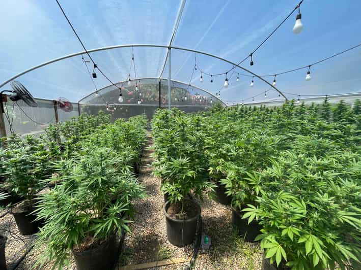 From Montego Bay: Ganja Farm Tour - Itinerary and Transportation