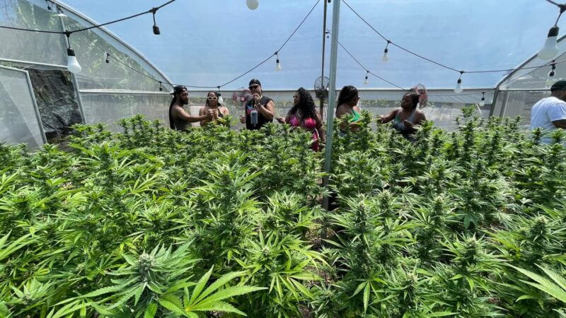 From Montego Bay: Ganja Farm Tour - Jamaican Cannabis Culture