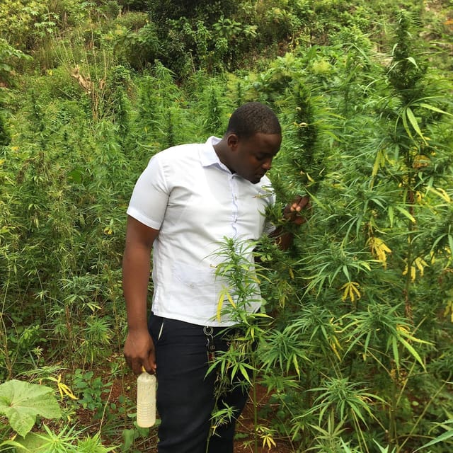 From Montego Bay: Ganja Farm Tour - Legal Context and Regulations