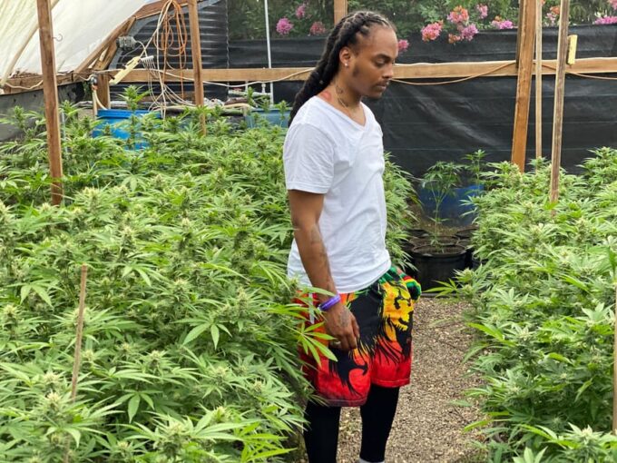 From Montego Bay: Ganja Farm Tour - Customer Feedback and Ratings