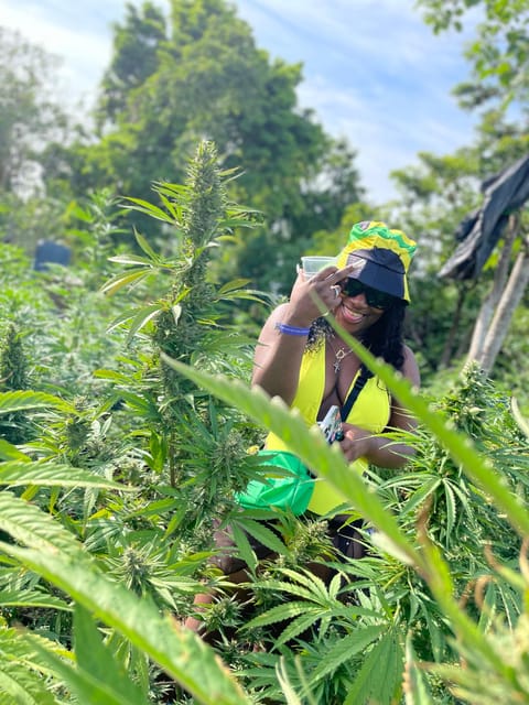 From Montego Bay: Ganja Farm Tour - Pickup and Drop-off Locations