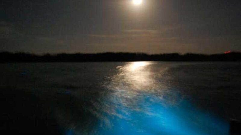 From Montego Bay: Luminous Lagoon Nighttime Boat Tour - Itinerary Details