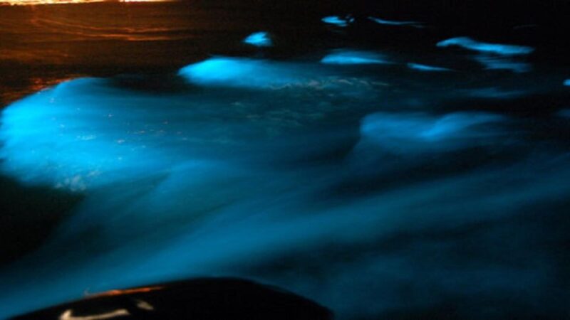 From Montego Bay: Luminous Lagoon Nighttime Boat Tour - Booking Information
