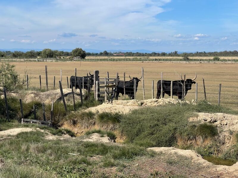 From Montpellier: Camargue and Salt Marshes Guided Tour - Key Points