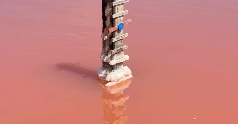 From Montpellier: Camargue and Salt Marshes Guided Tour - Carbonnière Tower Visit