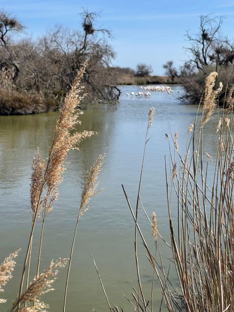 From Montpellier: Camargue and Salt Marshes Guided Tour - Centre De Découverte Du Scamandre