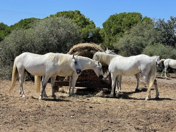 From Montpellier: Camargue and Salt Marshes Guided Tour - Carbonniere Tower Photo Stop