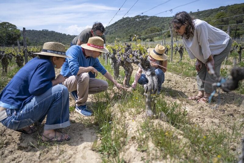 From Montpellier: Wine and Olive Tour - Transportation and Guide
