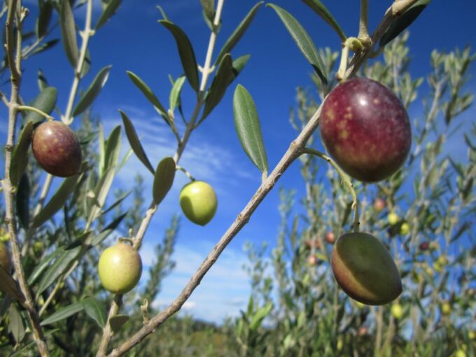 From Montpellier: Wine and Olive Tour - Frequently Asked Questions