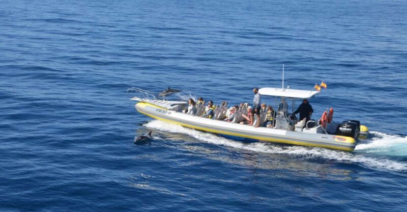From Morro Jable: Dolphin and Whale Watching by Speedboat - Experience Highlights