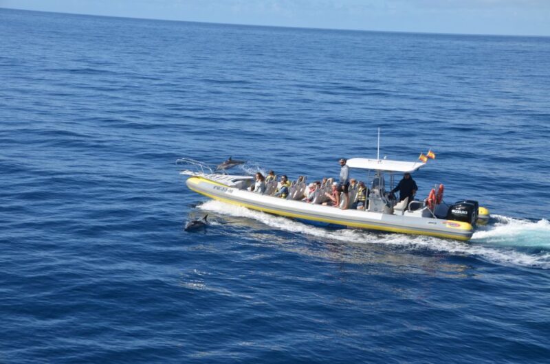 From Morro Jable: Dolphin and Whale Watching by Speedboat - Tour Logistics