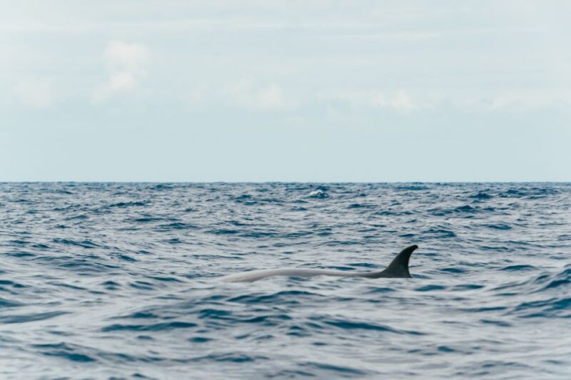 From Morro Jable: Dolphin and Whale Watching by Speedboat - Inclusions and Exclusions