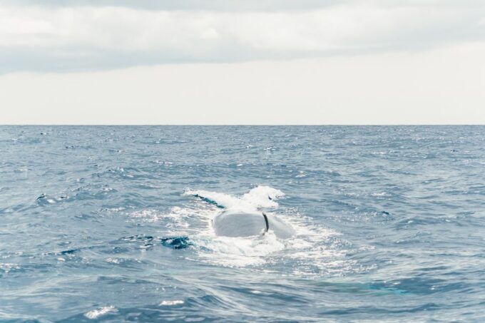 From Morro Jable: Dolphin and Whale Watching by Speedboat - Booking and Cancellation