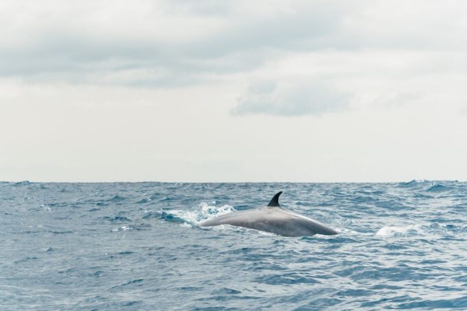 From Morro Jable: Dolphin and Whale Watching by Speedboat - About the Tour Operator