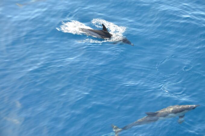From Morro Jable: Dolphin and Whale Watching by Speedboat - Frequently Asked Questions