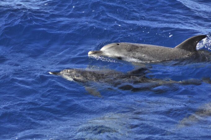 From Morro Jable: Dolphin and Whale Watching by Speedboat - Recap
