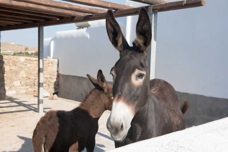 From Mykonos: Ano Mera Farm Tour - Booking Information