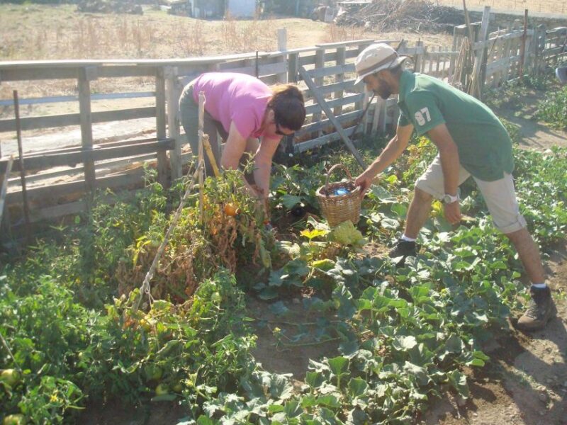 From Mykonos: Ano Mera Farm Tour - Tour Activities