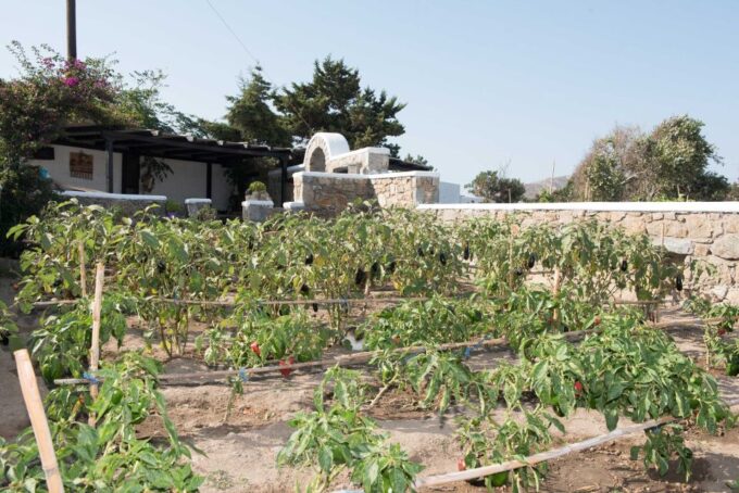 From Mykonos: Ano Mera Farm Tour - Farming Tasks and Traditions