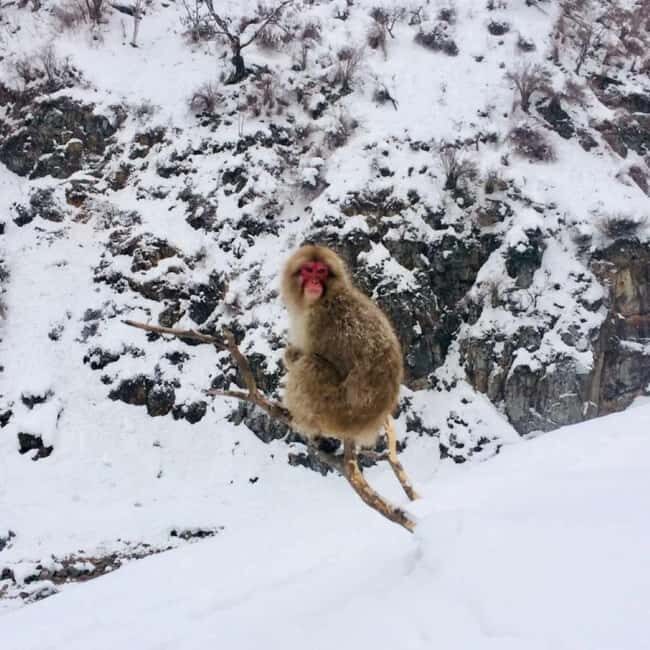 From Myoko Kogen: Snow Monkey Park and Zenkoji Temple Tour - FAQs