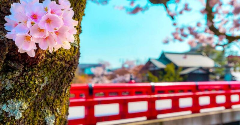From Nagoya: Gujo, Hida Takayama, and Shirakawa-go Day Tour - Shirakawa-go