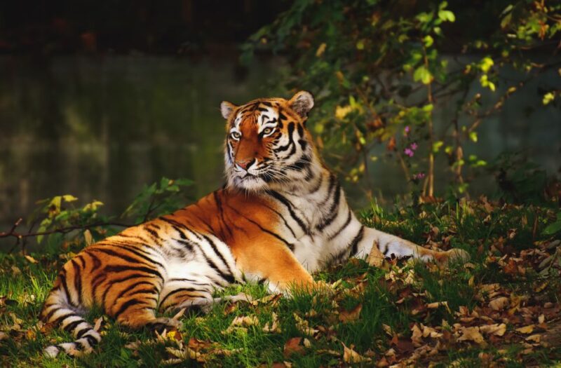 From Nagpur: Pench Wildlife Private Tour With Accommodation - Flexible Booking Options