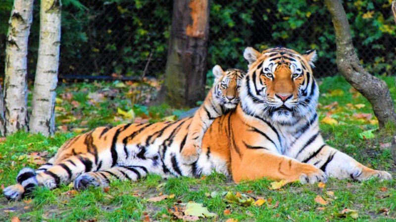 From Nagpur: Pench Wildlife Private Tour With Accommodation - Customer Feedback and Ratings