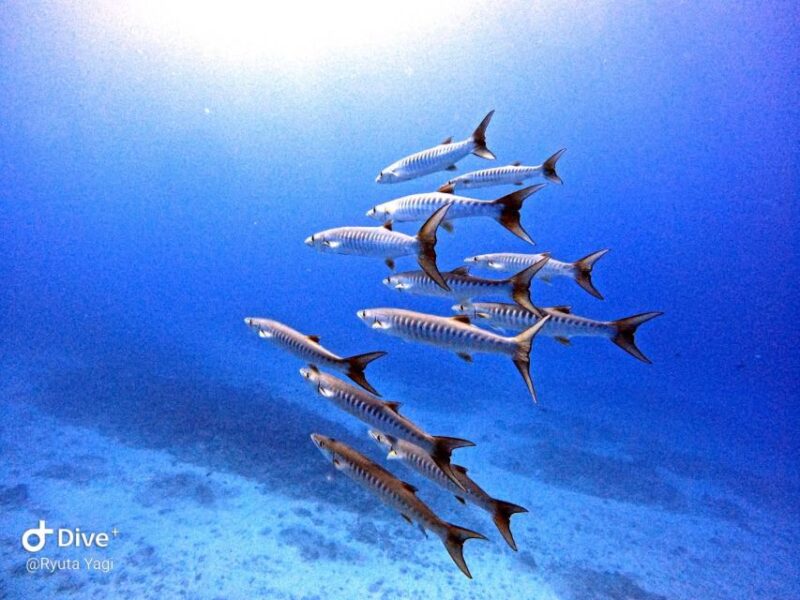 From Naha Scuba Diving Trip in Kerama (For Certified Divers) - Key Points
