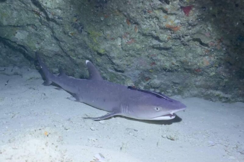 From Naha Scuba Diving Trip in Kerama (For Certified Divers) - Itinerary