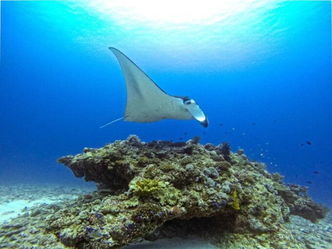 From Naha Scuba Diving Trip in Kerama (For Certified Divers) - Included Amenities