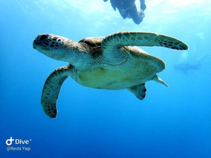 From Naha Scuba Diving Trip in Kerama (For Certified Divers) - Highlights and Qualifications